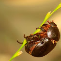 Christmas beetle