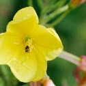 Sandbee Sp