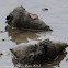 Shells - occupants unknown