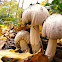 Common Inkcap/Kale Inktzwam