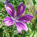 Purple Flower