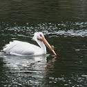 White Pelican