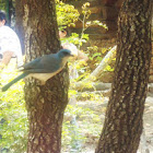 Mexican Jay