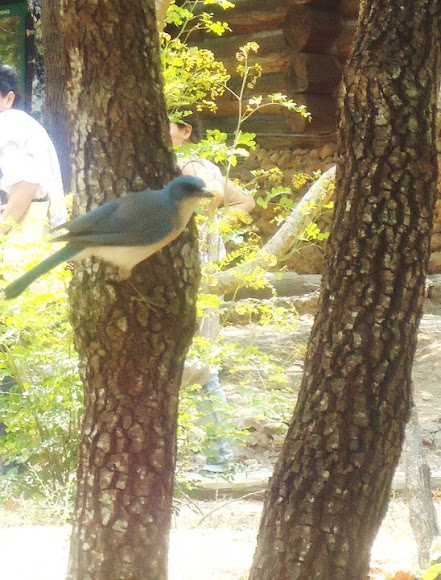 Spotting Image 1