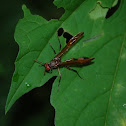 Paper Wasp