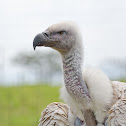 Cape Griffon Vulture