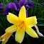 Daylily
