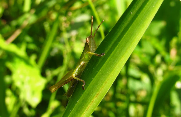 Spotting Image 1