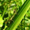 Saltamontes verde