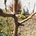 Pear leaf blooming