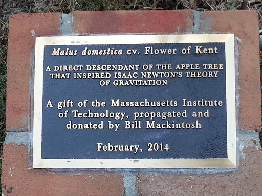 Newton Apple Tree