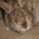 Bunny
