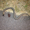 Yellowbelly watersnake
