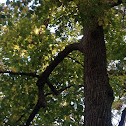 Bass wood tree
