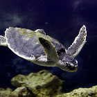 Kemp's Ridley Turtle