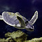Kemp's Ridley Turtle