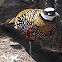 Reeve's Pheasant
