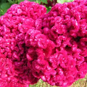 Cockscomb
