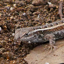 Texas Rose-bellied Lizard