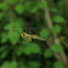 Orchard Orbweaver