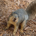 Fox Squirrel