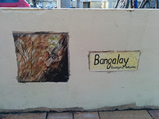 Bangalay Painting