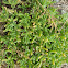 slenderleaf ice plant