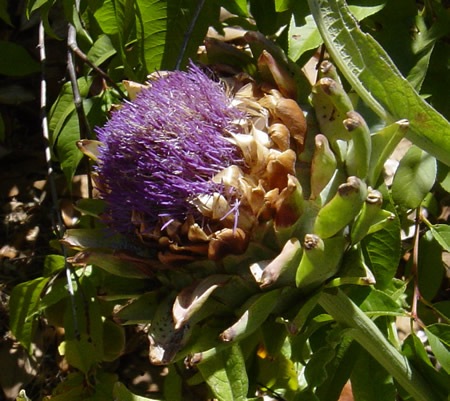 [artichoke[4].jpg]