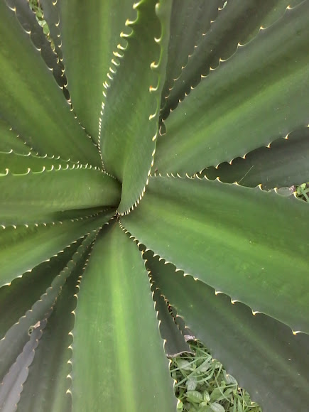 Spotting Image 1