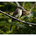 Eastern Phoebe
