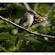 Eastern Phoebe