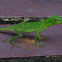 Green Crested Lizard
