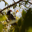 Turkey Vulture