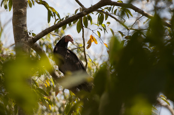 Spotting Image 1