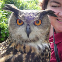 Dingle the Eurasian Eagle Owl