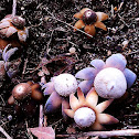 Earth Star