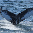Humpback Whale Flukes