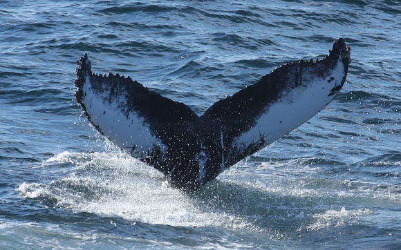 Spotting Image 1