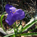 Spiderwort