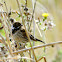 Skylark