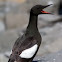 Black Guillemot