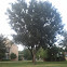 Chinese elm