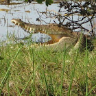 Salt Water Crocodile