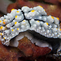 Exquisite Phyllidia