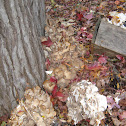 Hen of the Woods, Maitake, Grifola frondosa