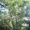árbol del páraiso (bead-tree)