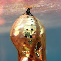 Common Crow Pupa