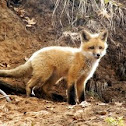 Red Fox