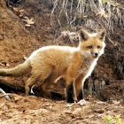 Red Fox