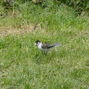 Gray Jay